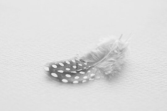 58 Best ホロホロ鳥 Images Stock Photos Vectors Adobe Stock 58 Best ホロホロ鳥 Images Stock Photos Vectors Adobe Stock