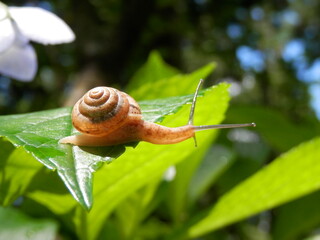 アジサイの葉の上を這うカタツムリ