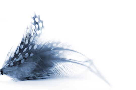 ホロホロ鳥 Images Browse 58 Stock Photos Vectors And Video Adobe Stock
