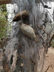 dead tree in the forest