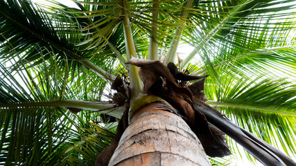 view of below coconut tree trunk & leaves