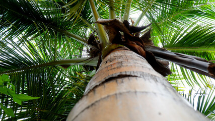 view of below coconut tree trunk & leaves