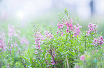 Blossom Willowleaf angel on a flower in the garden with limelight my winter