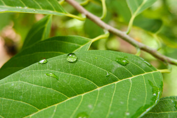 closeup shot of rain drops on green leaf