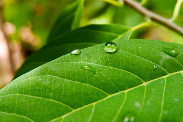macro shot of rain drops on green leaf in garden