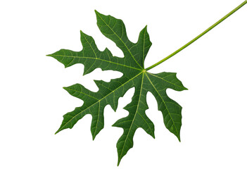 Leaf-shaped picture isolated on a white background with clipping masks.