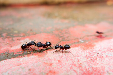 macro shot of black ants communicating each other