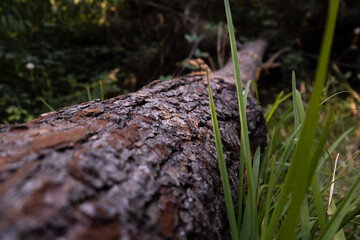 Fallen tree in the woods. Low angle, shallow depth of field.