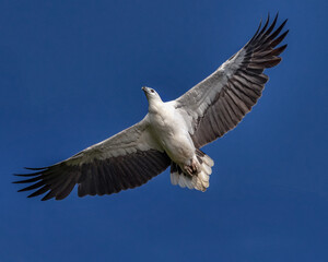 White-bellied Sea Eagle in flight (Haliaeetus leucogaster) - second largest bird of prey in Australia (wingspan approx 2 metres) - Hawkesbury River, NSW, Australia