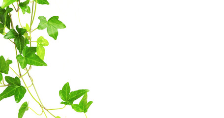 Star-shaped vine houseplant and white wall background material. 星形のつる性の観葉植物と白い壁の背景素材