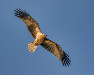 Obraz premium Whistling Kite in flight (Haliastur sphenurus) - Hawkesbury River, NSW, Australia