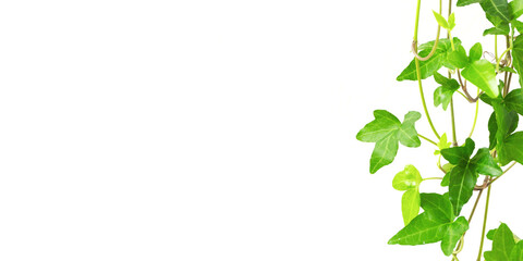 Star-shaped vine houseplant and white wall background material. 星形のつる性の観葉植物と白い壁の背景素材