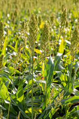 Sorghum plantation. Sorghum culture for animal feed. Sorghum still green and fresh. Selective focus..