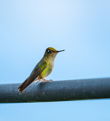 portrait of a colorful hummingbird perched on a railing against cloudy sky