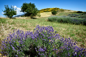 Obraz premium field of lavender