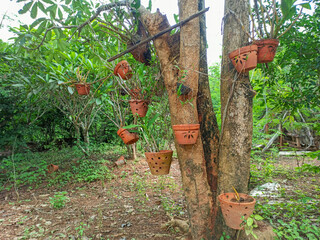 orchid pots