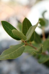 Close-up of branch
