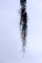 The beautiful Mc clay state park Florida and curious Tillandsia, spanish moss background blue sky.