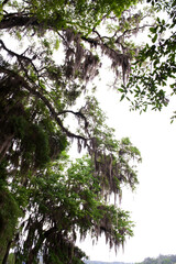 The beautiful Mc clay state park Florida and curious Tillandsia, spanish moss background blue sky.