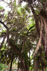 The beautiful Mc clay state park Florida and curious Tillandsia, spanish moss background blue sky.