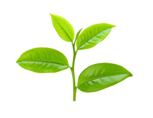 tea leaf on white background