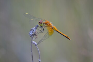close up of dragonfly