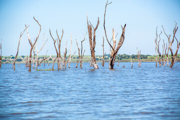 Dead trees with bare branches and bark standing upright in the water and blue sky in Brazil