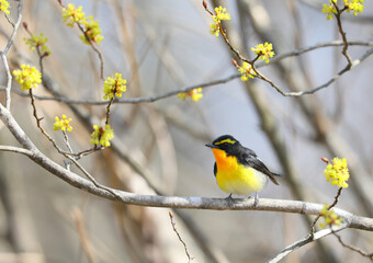 美しくかっこいいキビタキ