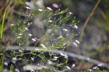 dew on the grass