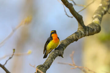 美しくかっこいいキビタキ