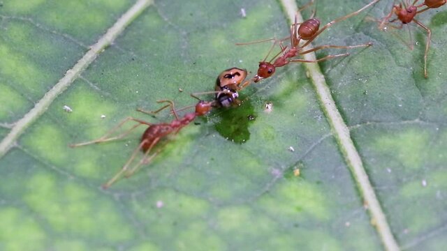 two fire ants catches a yellow lady bug and drag from both sides to spill the life of the bug in a green leaf.