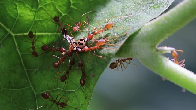 orange fire ants surrounds a live yellow lady bug in a green leaf macro closeup video