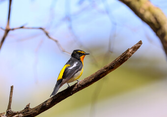 美しくかっこいいキビタキ