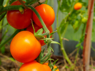 Selective focus on ripe red tomatoes on the branches in the greenhouse. Growing organic green vegetables in a home garden. Copy space