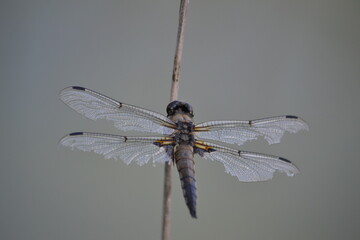 dragonfly on a branch