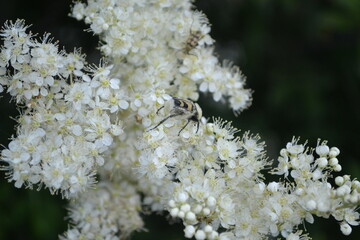 ants on a flower