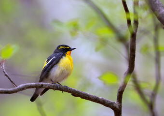 美しくかっこいいキビタキ