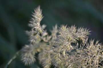 close up of a thistle