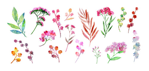 Set of flowers and leaves for creating greeting cards. Flowers and stems on a white background. Collection of plants drawn in watercolors. Colorful watercolors.