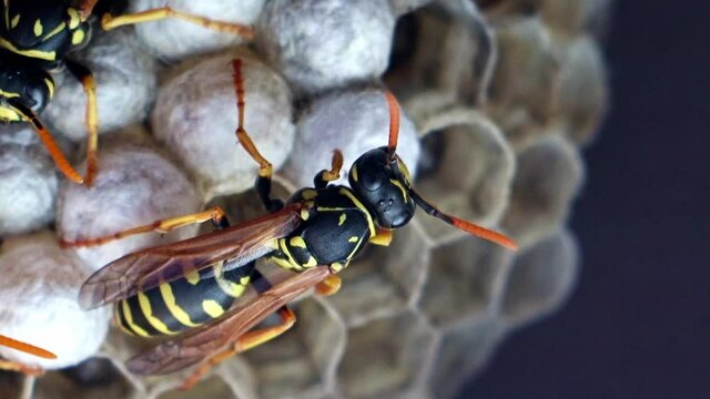 Wasps - Vespula vulgaris on a nest with larvae, macro view. The nest of a family of wasps, with cells, close up.