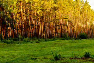 The pine forest is illuminated by sunlight, the sun's rays illuminate a dense forest with thin pines and a neatly trimmed green lawn