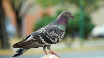 pigeon in the city