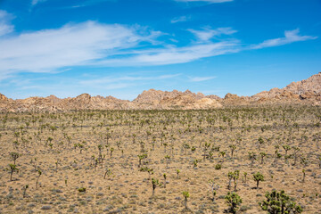 Joshua Trees scattered in a field in Joshua Tree National Park in California
