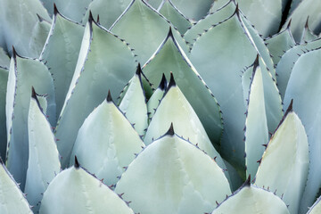 Agave Parryri Closeup at the Arizona Cactus Garden in Stanford California