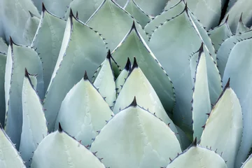 Deurstickers Agave Parryri Closeup at the Arizona Cactus Garden in Stanford California © Yuval Helfman