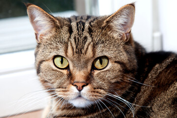 british cat lies on the windowsill. Breed British mackerel with yellow eyes and a bushy mustache. Close up.