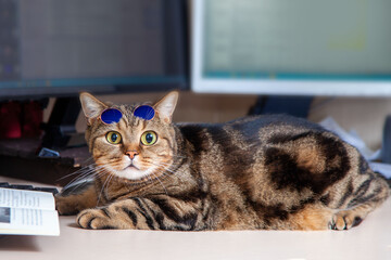 cat in glasses with a book by the computer. cat breed british marble.
