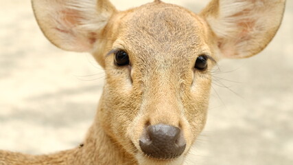 portrait of a young deer