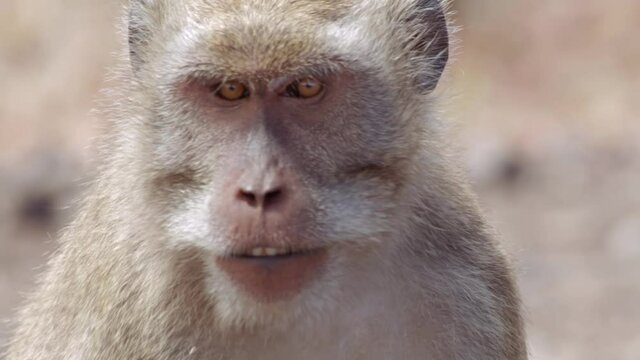 Close Up on face of Monkey in Baluran National Park Java Indonesia