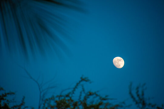 Waxing Gibbous, Moon, Palm Leaf silhouette 